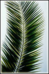 Palmprints
